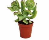 Crassula arborescens - plante de taille moyenne en pot de 8,5cm 4019515903382 17122012106