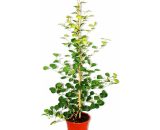 figue de Barbarie - Ficus deltoidea - pot de 17cm - hauteur env. 80cm 4019515912742 166025112019