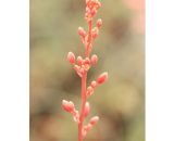 Hesperaloe parviflora Taille du pot - Pot de 3 Litres 3565240135914 HES0001-3L