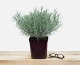 In My French Garden - Helichrysum serotinum Taille du pot - Pot de 3 Litres 3565240125960 HEL0001-3L