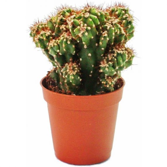 Exotenherz - Cereus peruvianus monstr - cactus de roche - en pot de 8,5cm 4019515903252 17122012104