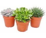 Ensemble de 3 plantes succulentes - 3 plantes différentes dans un pot de 12 cm 4019515701094 113108022017