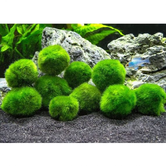 boule d'algues aménagement paysager d'aquarium art aquatique 10 boules de mousse marimo 2.5cm 3211193940432 DMX-K0003-220402-014