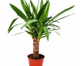 lys de palmier - palmier yucca - 1 plante - entretien facile - purificateur d'air - pot 14cm - Exotenherz 4019515914364 176319112020-16