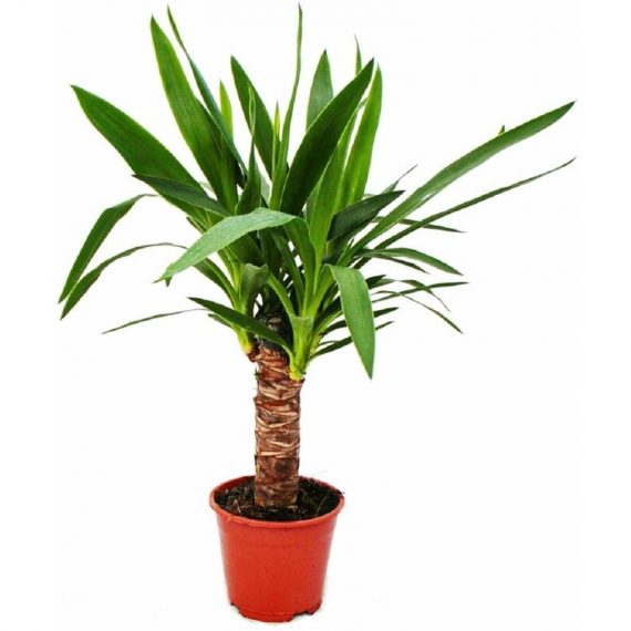 lys de palmier - palmier yucca - 1 plante - entretien facile - purificateur d'air - pot 14cm - Exotenherz 4019515914364 176319112020-16