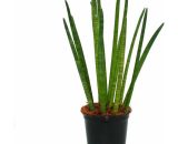 Exotenherz - Sansevieria cylindrica - Solitaire - Plante solitaire - pot 19cm 4019515907182 82124112015