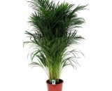 Palmier Areca Dyspis Lutescens - pot ⌀21cm - H.100-120cm (hauteur pot incluse)  3510211
