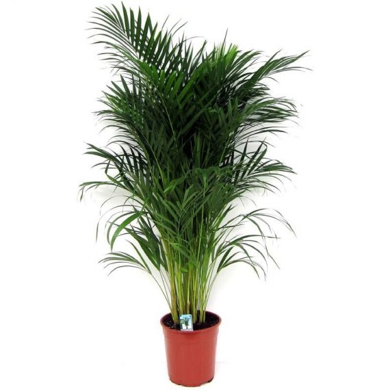 Palmier Areca Dyspis Lutescens - pot ⌀21cm - H.100-120cm (hauteur pot incluse)  3510211