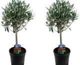 Plant In A Box - Set de 2 oliviers sur tige - pot ⌀14cm - h. 45-55cm (hauteur pot incluse)  2026142