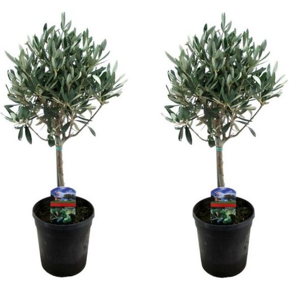 Plant In A Box - Set de 2 oliviers sur tige - pot ⌀14cm - h. 45-55cm (hauteur pot incluse)  2026142