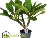 Plumeria Hawaaien - pot ⌀17cm - H.40-50cm (hauteur pot incluse)  4517171