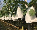 100 Pcs Jardin Raisins Fruits Protection Sac Fruit Forêt Légumes Lit Fleur Pest Control Maille Sac Insect Isolation Net Barrière Sac (250 * 320mm, 9015272318204 Sun-22709YTQ