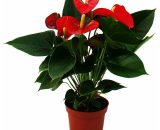Fleur de flamant rose 'Sierra Red' Anthurium andreanum rouge 14cm 4019515904518 109030112016