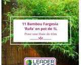 11 Bambou Fargesia Rufa en pot de 1 Litre  4376