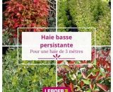 Kit Haie Basse Persistante - 4 variétés - 4 plantes en godet  5007