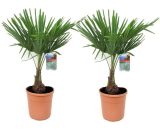 Set de 2 Palmier Chanvre 'Trachycarpus' - pot ⌀21cm - H.60-70cm (hauteur pot incluse)  2030212