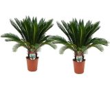Set de 2 palmiers King Sago - pot ⌀14cm- H.40-50cm (hauteur pot incluse)  2018002