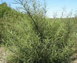 Saule à feuilles de Romarin (Salix Rosmarinifolia) - Godet - Taille 20/40cm 3546868961567 208_167