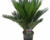 Palmier King Sago - pot ⌀14cm- H.50-60cm (hauteur pot incluse)  2018001