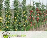 Assorti de 4 Arbres Fruitiers - pot ⌀9cm - H.60-70cm (hauteur pot incluse)  2535004