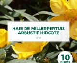 Pepinières Naudet - 10 Millepertuis Arbustif 'Hidcote' (Hypericum 'Hidcote') - Haie Basse de Millepertuis Arbustif - 3546860004026 586_1059