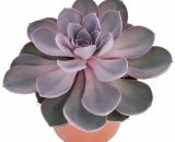 Exotenherz - Perle Echeveria de Nuremberg - grande plante en pot de 12cm 4019515903795 17122012186