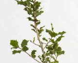 Chêne des Garrigues (Quercus Coccifera) - Godet - Taille 13/25cm 3546868969181 474_279