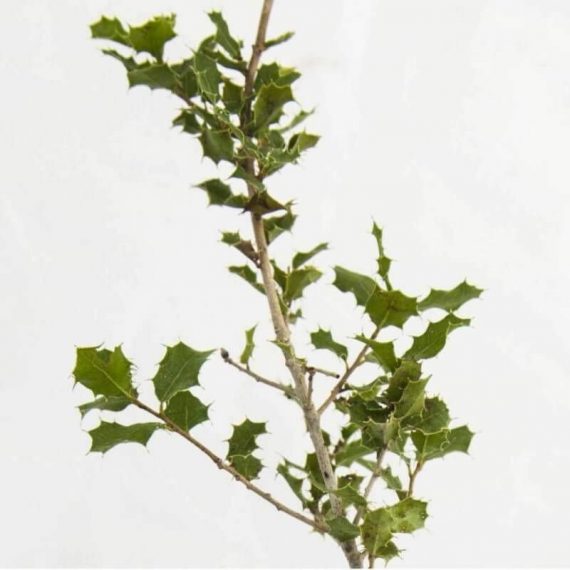 Chêne des Garrigues (Quercus Coccifera) - Godet - Taille 13/25cm 3546868969181 474_279