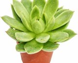 Exotenherz - Echeveria agavoides - plante moyenne en pot de 8,5cm 4019515903788 17122012112
