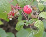 Pepinières Naudet - Framboisier (Rubus Idaeus) - Godet - Taille 13/25cm 3546868960799 198_178