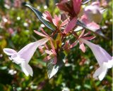 Pepinières Naudet - Abélia (Abelia Grandiflora) - Godet - Taille 13/25cm 3546868963202 3_282