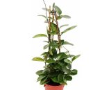 Hoya australis - Fleur de porcelaine - Fleur de cire - Pyramide 17cm 4019515912018 164316112019