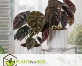 Plant In A Box - Alocasia Red Secret - pot ⌀12cm - H.25-35cm (hauteur pot incluse)  3113001