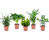 Plant In A Box - Assorti de 5 Plantes purifiantes - pot ⌀12cm - H.25-40cm (hauteur pot incluse)  3130005