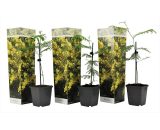 Set de 3 Mimosa - pot ⌀9cm - H.25-40cm (hauteur pot incluse)  2586003