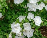 Hibiscus syriacus White Chiffon® 'Notwoodtwo' | Conditionnement: Pot de 4L - 40/60 cm 3565420323780 32378