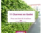 Leaderplantcom - 11 Charme en Godet  271