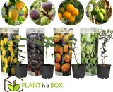 Assorti de 4 Plants fruitiers Meditérannéens - pot ⌀9cm - H.25-40cm (hauteur pot incluse)  2548004