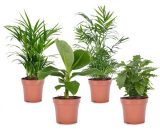 Assorti de 4 Plantes tendances - pot ⌀12cm - H.25-40cm (hauteur pot incluse)  3133004