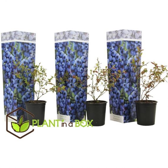 Set de 3 Blueberry - pot ⌀9cm - H.25-40cm (hauteur pot incluse)  2521003